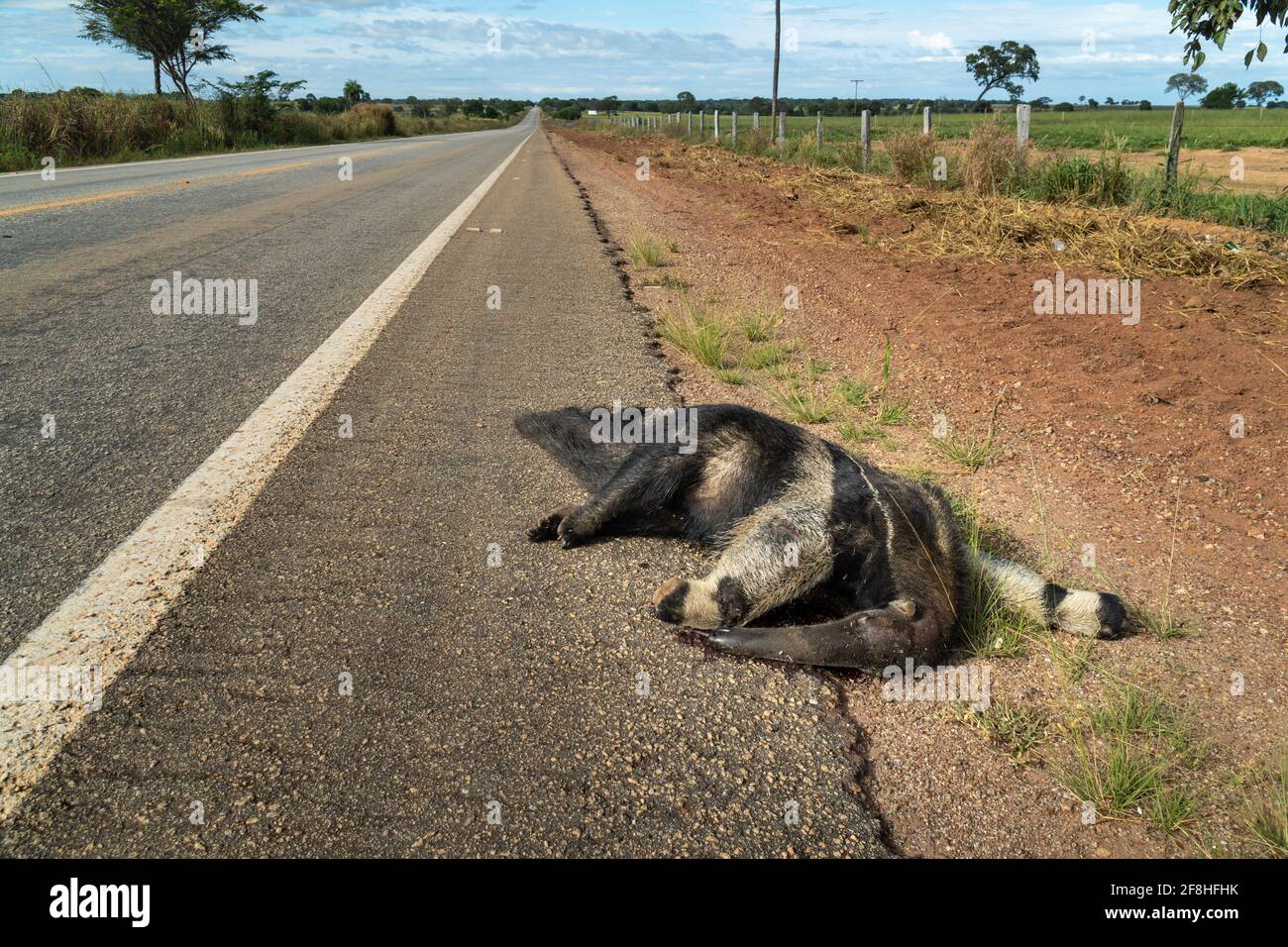 Sad scene of dead giant anteater, Myrmecophaga tridactyla, run over, killed by vehicle on road. Wild animal roadkill in the amazon rainforest Brazil Stock Photo