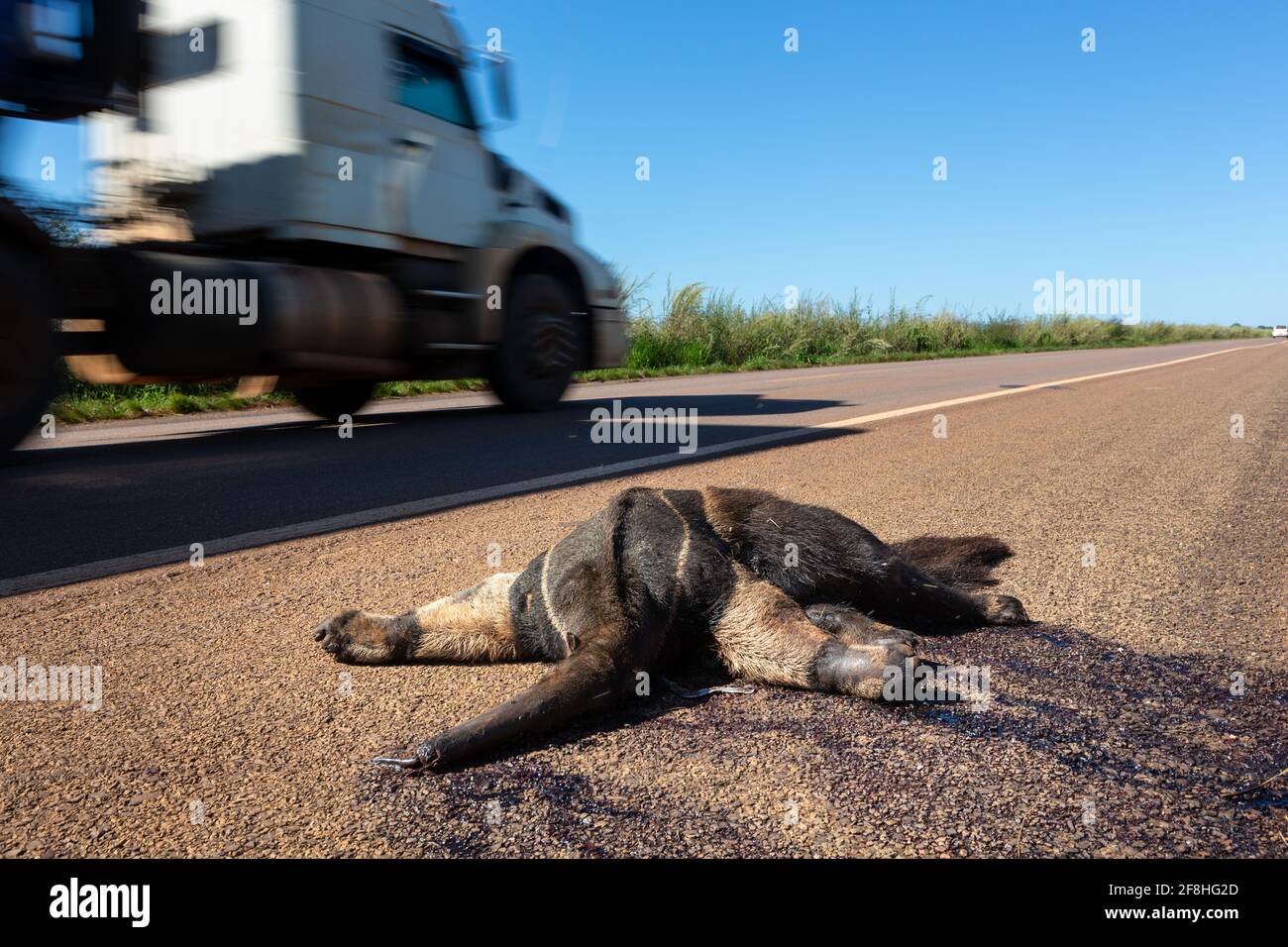 Dead giant anteater, Myrmecophaga tridactyla, run over, killed by vehicle on the road. Wild animal roadkill in the amazon rainforest, Brazil. Stock Photo