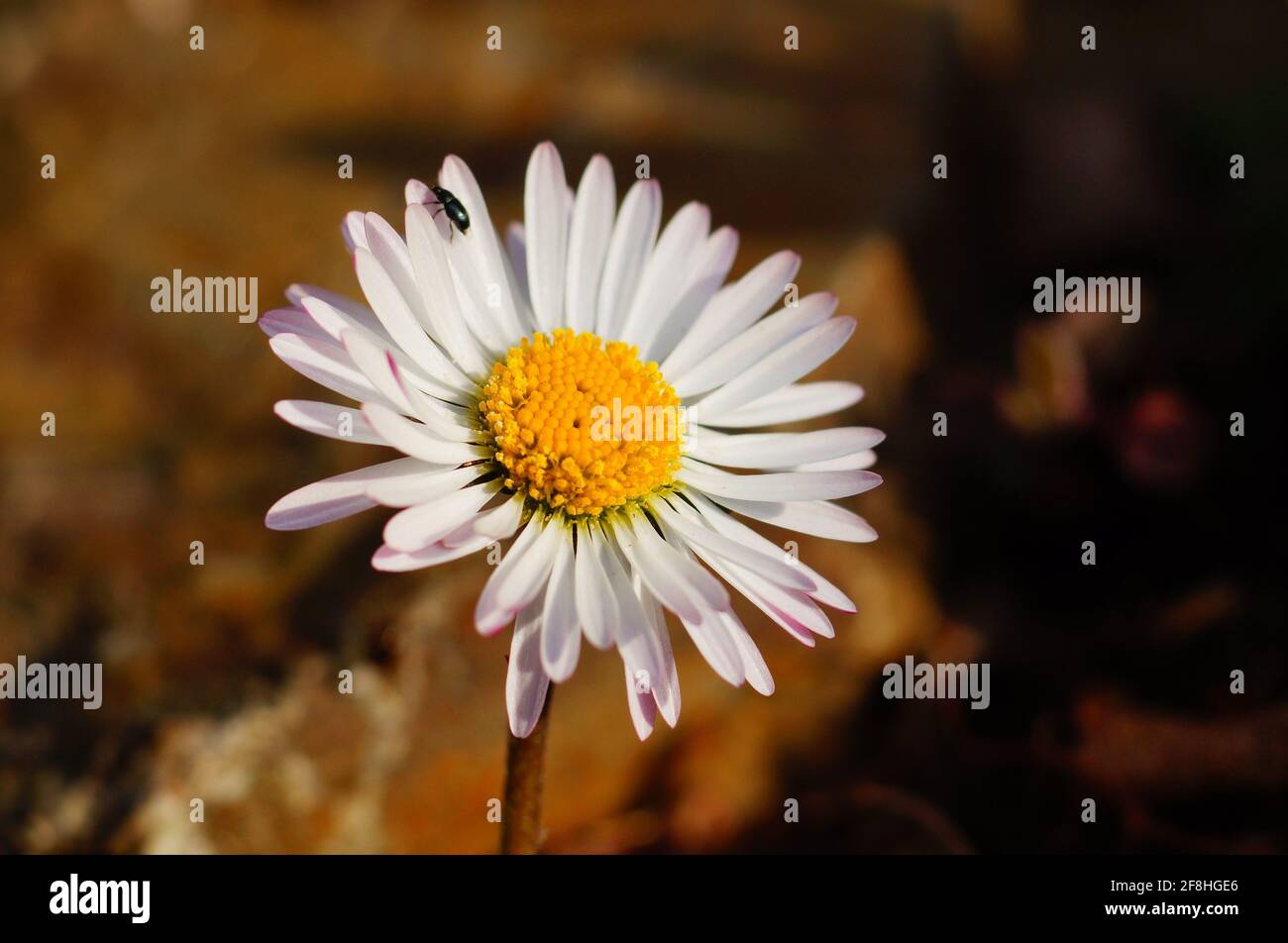 Macro shot of a daisy Stock Photo