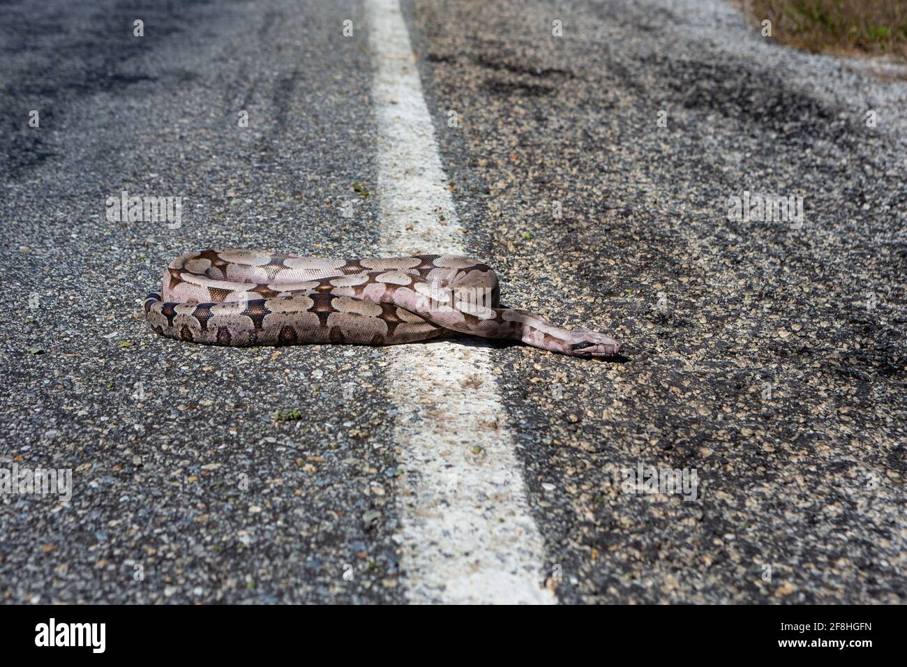 Close up of dead boa constrictor snake, Boidae, on asphalt road on summer sunny day. Wild animals roadkill in Amazon, Brazil. Concept of environment. Stock Photo