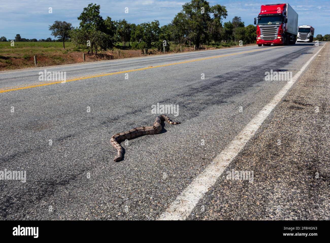 Close up of boa constrictor snake, Boidae, dead on asphalt road with defocused trucks in the background. Wild animals roadkill on Amazon, Brazil. Stock Photo