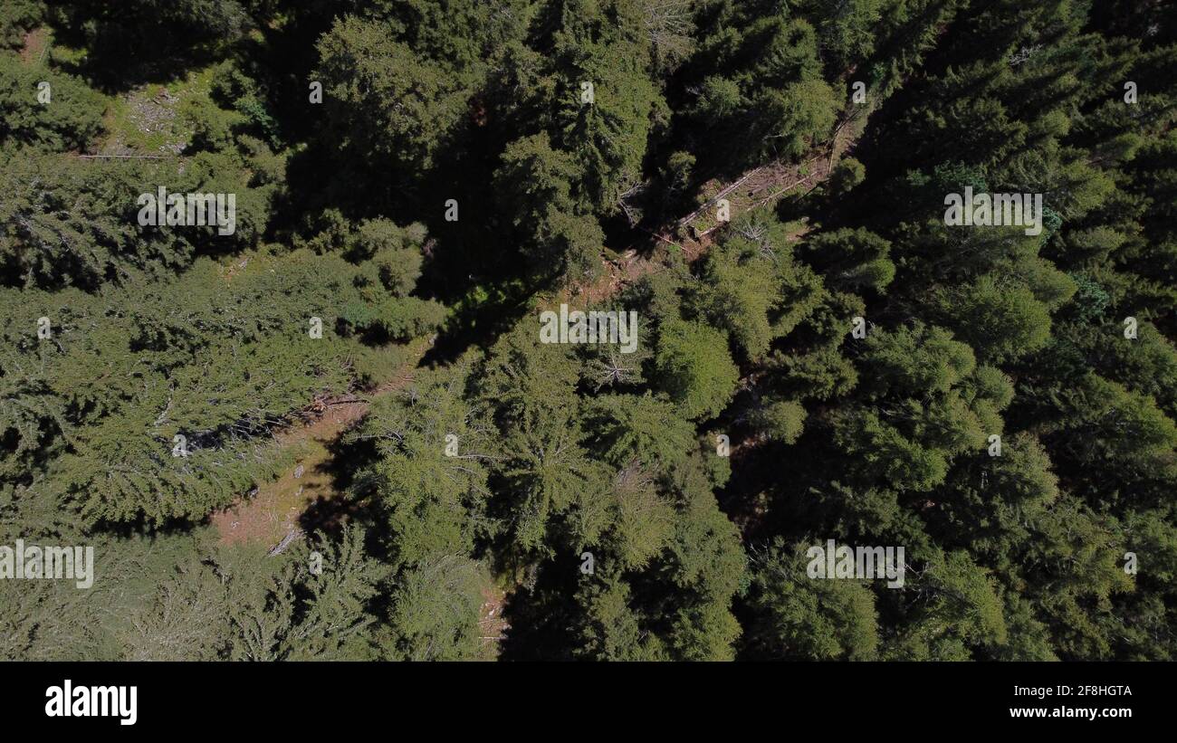 Aerial view of green forest Stock Photo - Alamy