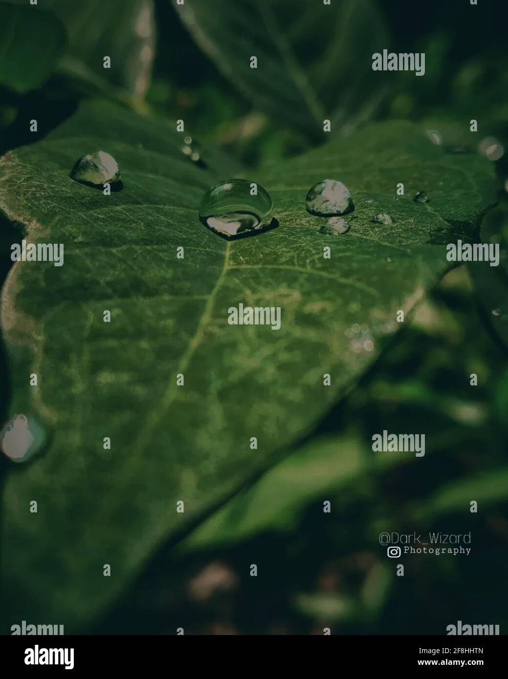 Water drop on leaf in the early morning Stock Photo - Alamy