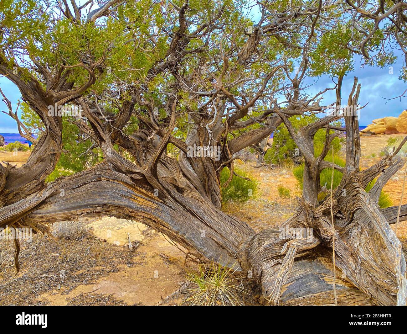 Tree with an extraordinary trunk in a rocky desert with yellow soil ...