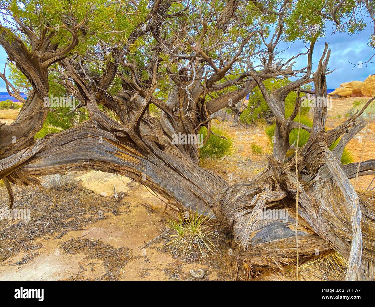 Tree with an extraordinary trunk in a rocky desert with yellow soil on ...