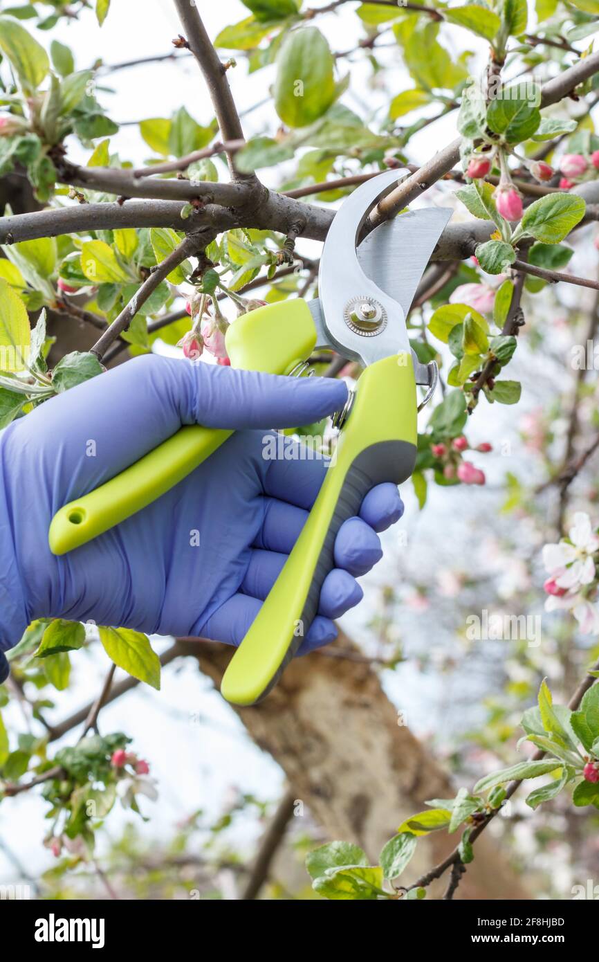 Farmer looking after the garden. Spring pruning of fruit trees. Woman