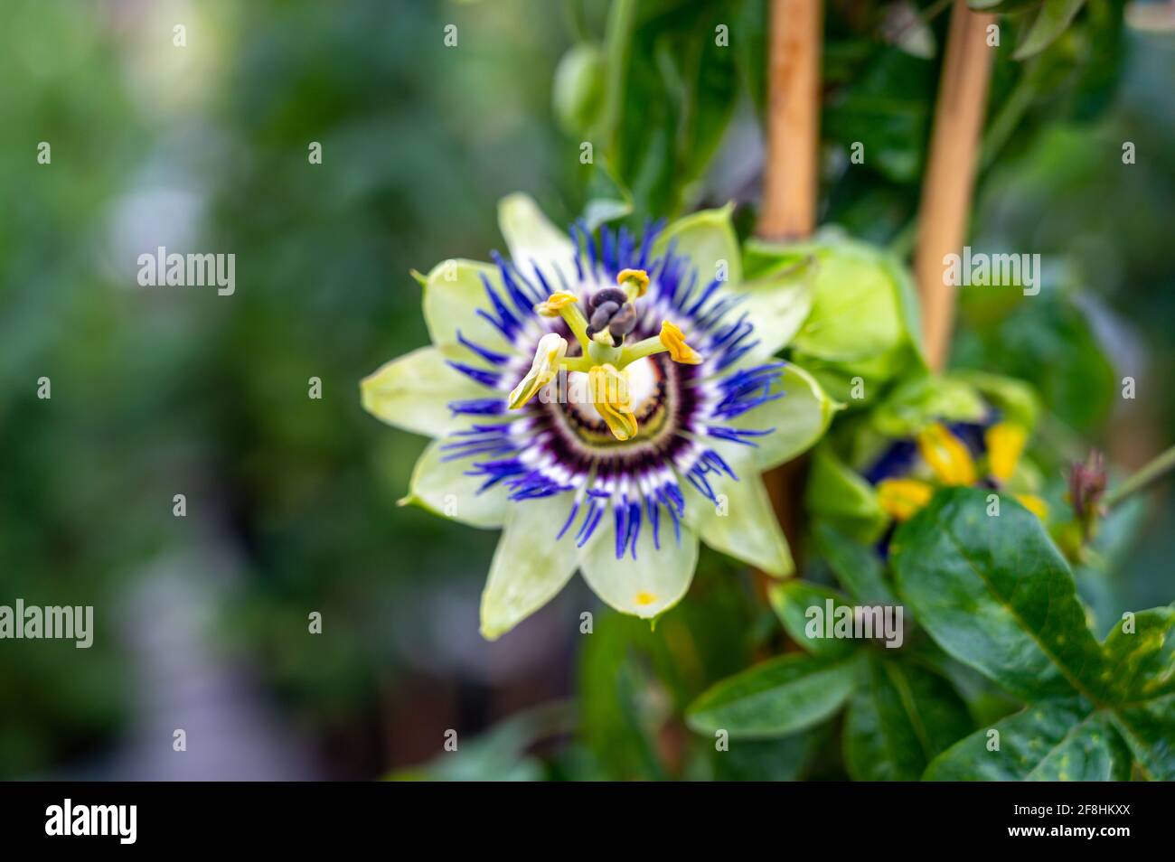 Botanical collection, beatiful flowers of passiflora plant with edible passion fruits close up