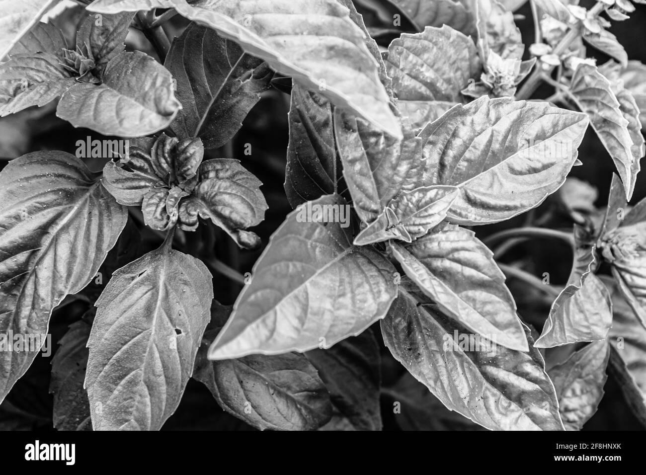 Close-up plants of basil on the garden bed in black and white colors. Stock Photo