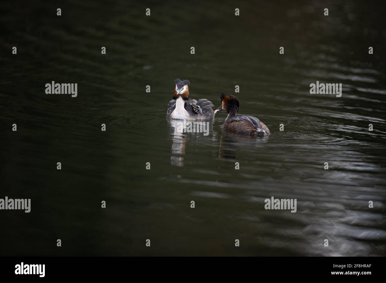 Great Crested Grebe on water with young Stock Photo