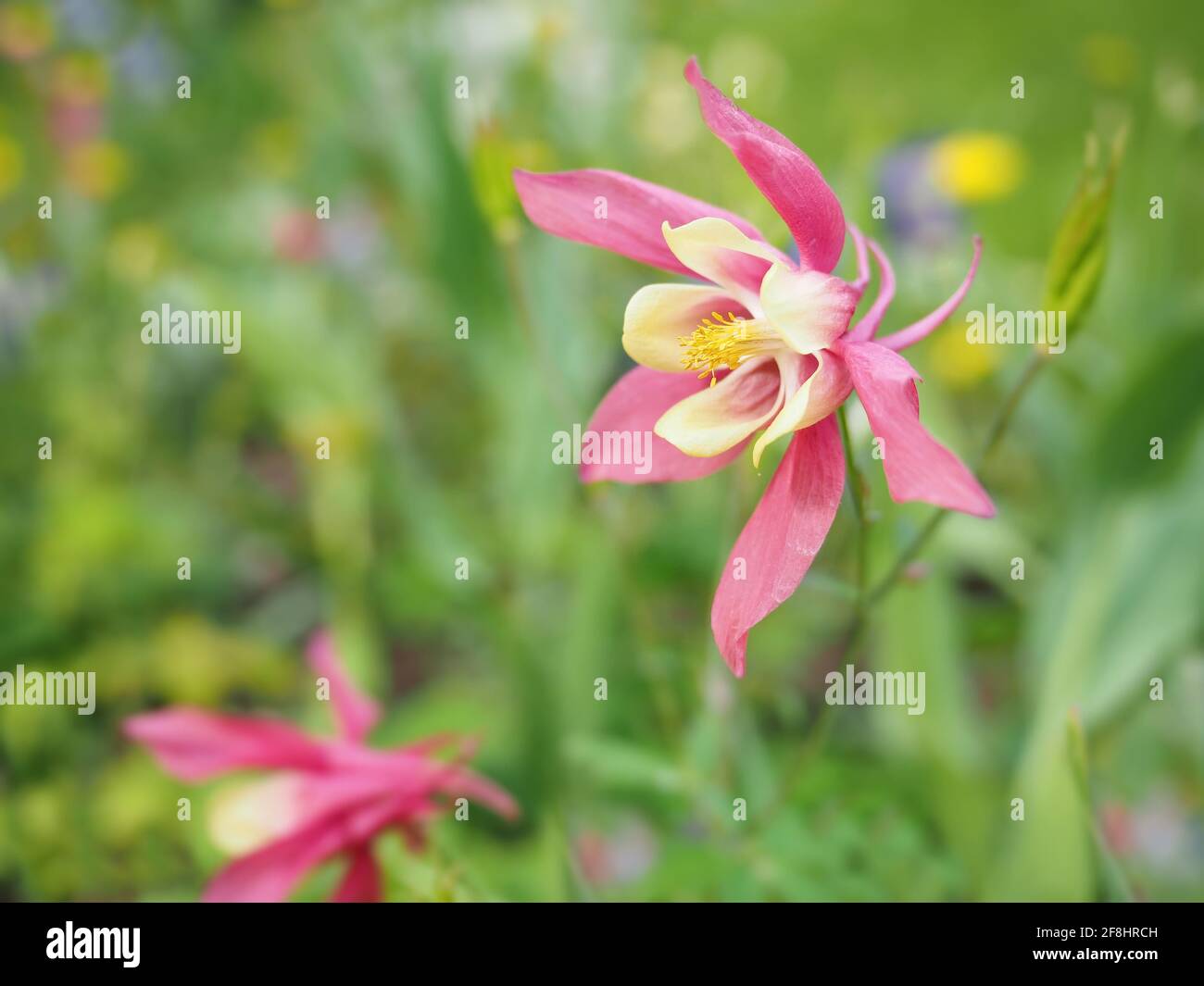 Pink Columbine Aquilegia flowers in a garden Stock Photo