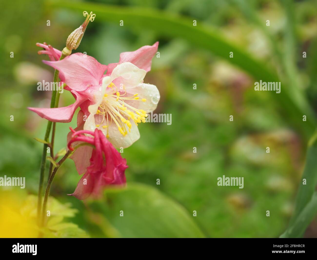 Pink Columbine Aquilegia flowers in a garden Stock Photo