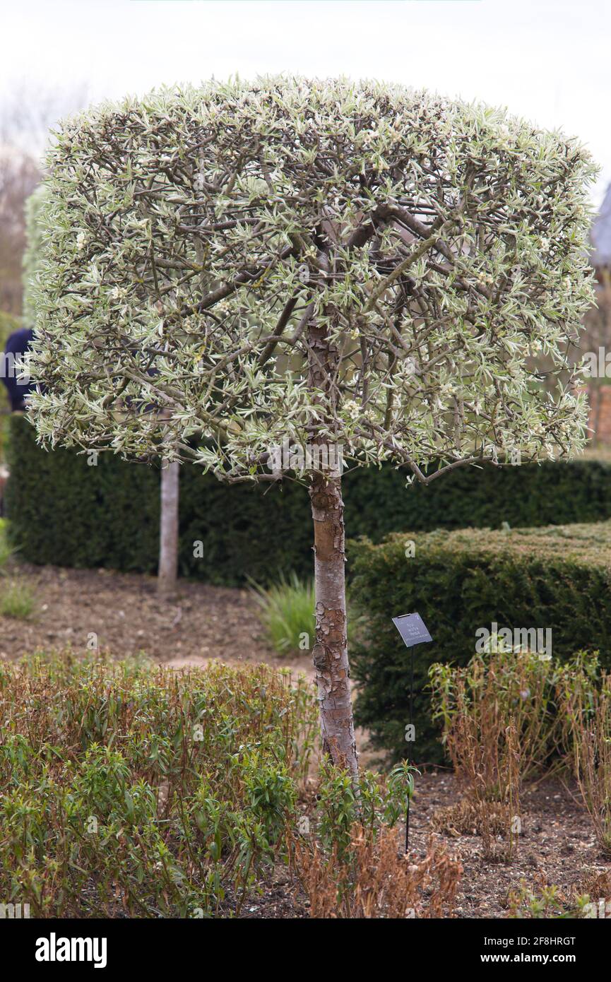 View of a weeping pear tree / Pyrus salicifolia Stock Photo
