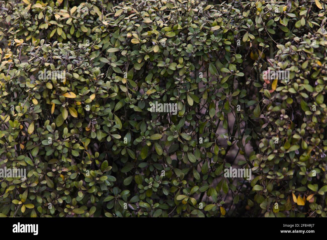 Close-up view of bronze-green foliage of a Wire Bush / Corokia × ...