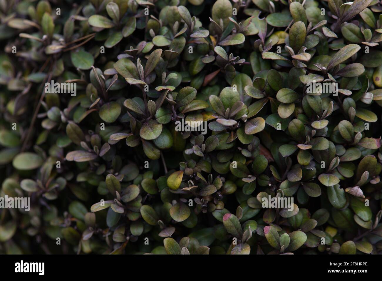 Family argophyllaceae hi-res stock photography and images - Alamy
