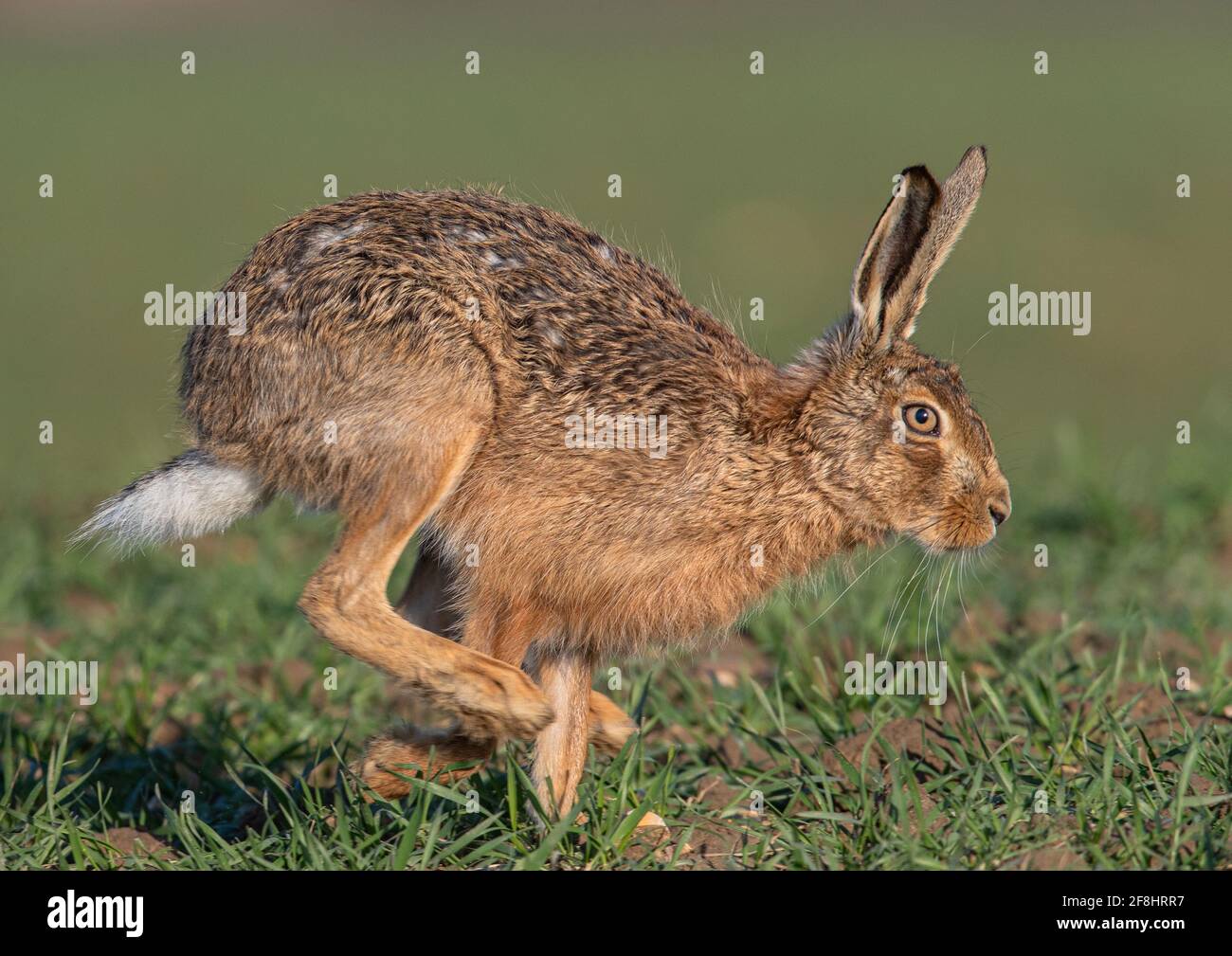 Worse for wear.Very close up action shot of  a Brown Hare running . Damage can be seen to it's coat from fighting and courtship activities. Suffolk . Stock Photo