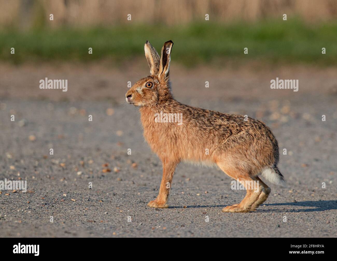 A Standing Start .  Just crossing the road , a big strong brown hare (Lepus europaeus) ready to run . Suffolk , UK Stock Photo