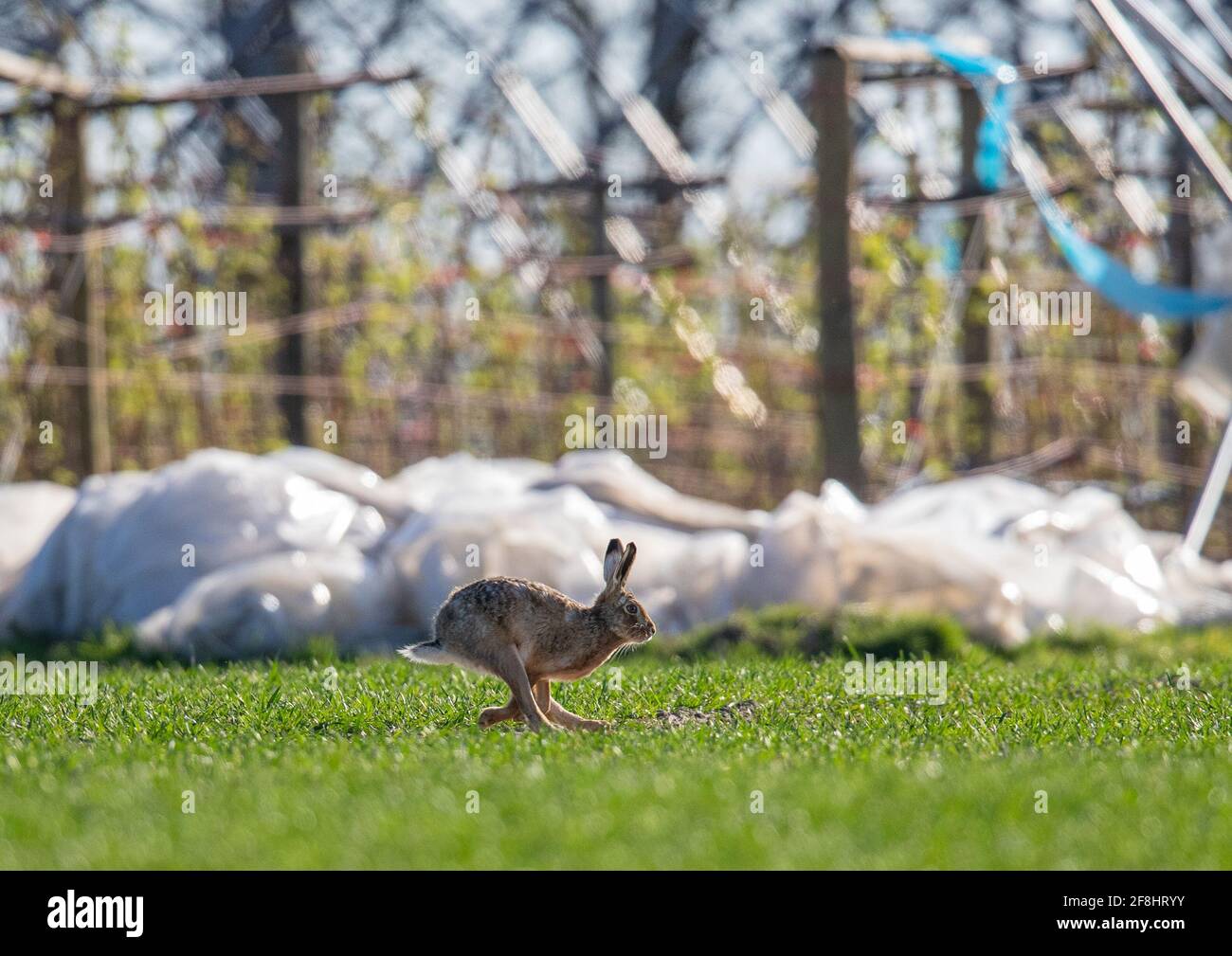 A Brown hare running full pelt across the front of the Polytunnels housing soft fruit . Showing the relationship between Wildlife and Agriculture. Stock Photo