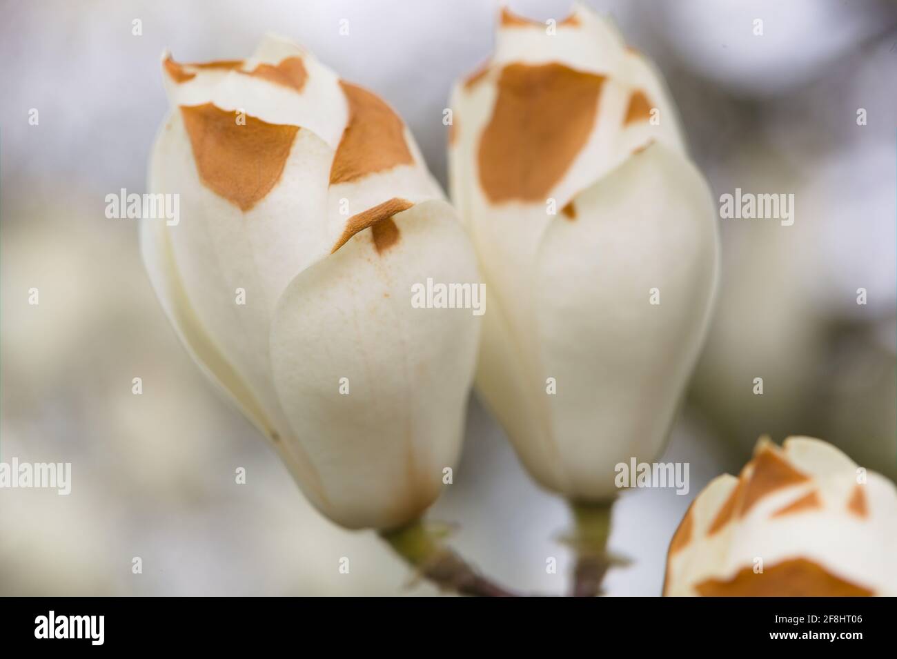 Close-up of creamy-white, flowering Huangshan magnolia / Magnolia cylindrica a Vulnerable  deciduous tree species native to China threatened by Habita Stock Photo