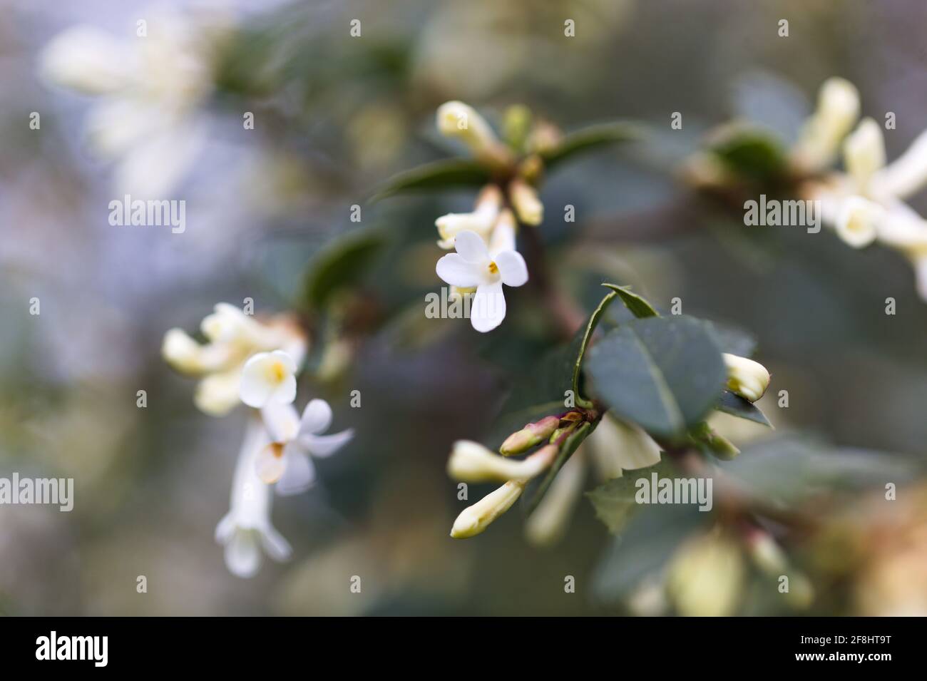 Close-up view of flowering evergreen shrub, Sweet Olive / Osmanthus delavayi, Diffused focus effect Stock Photo