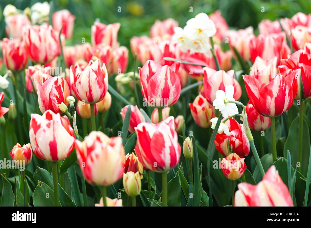 View of a Spring Garden - Flashes of red and creamy-white, striped blooms of 'Spryng Break' tulips, adorn flowerbeds in an Essex garden. Stock Photo