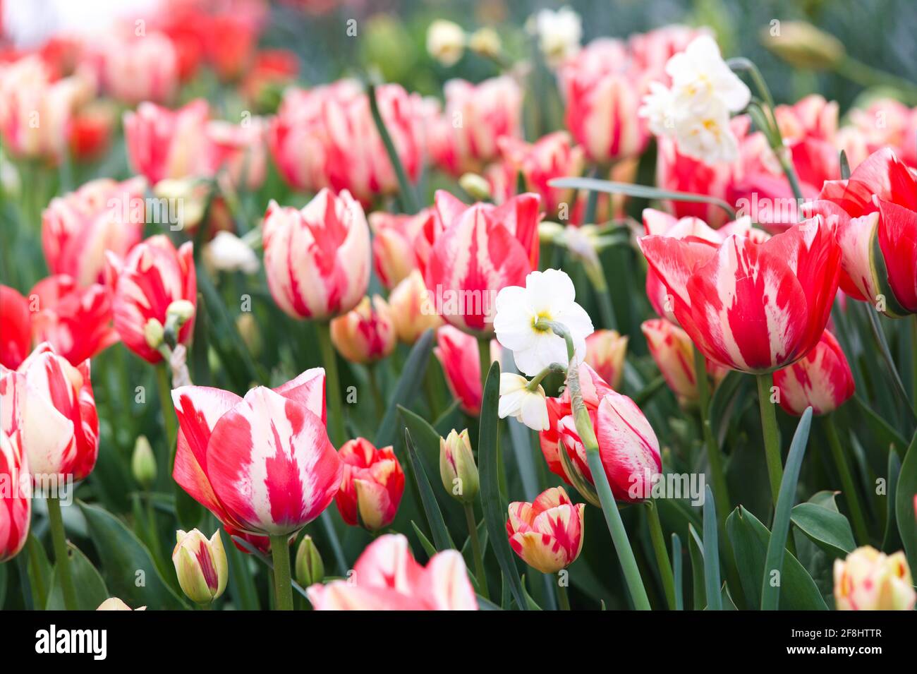 View of a colourful garden border filled with fresh Hybrid Tulips, Spring Break, Essex, Britain, April 2021 Stock Photo