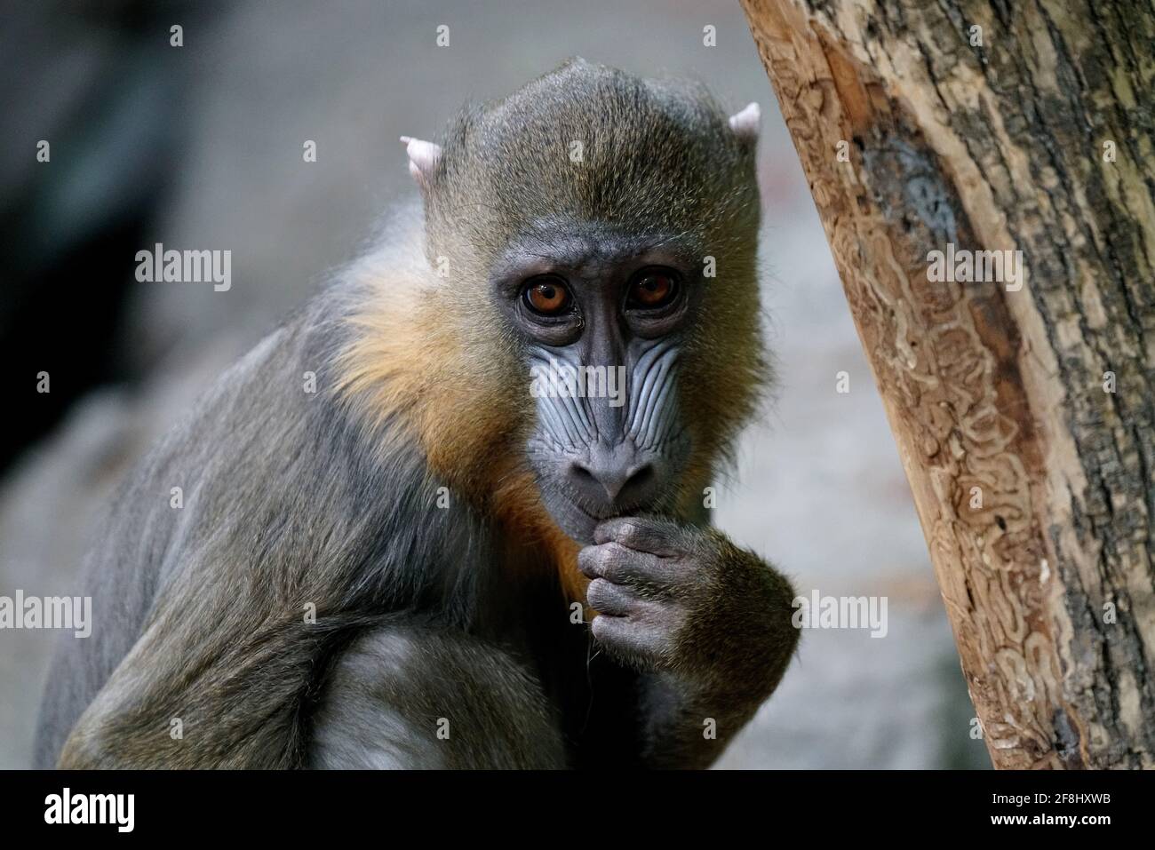Zoo granby hi-res stock photography and images - Alamy