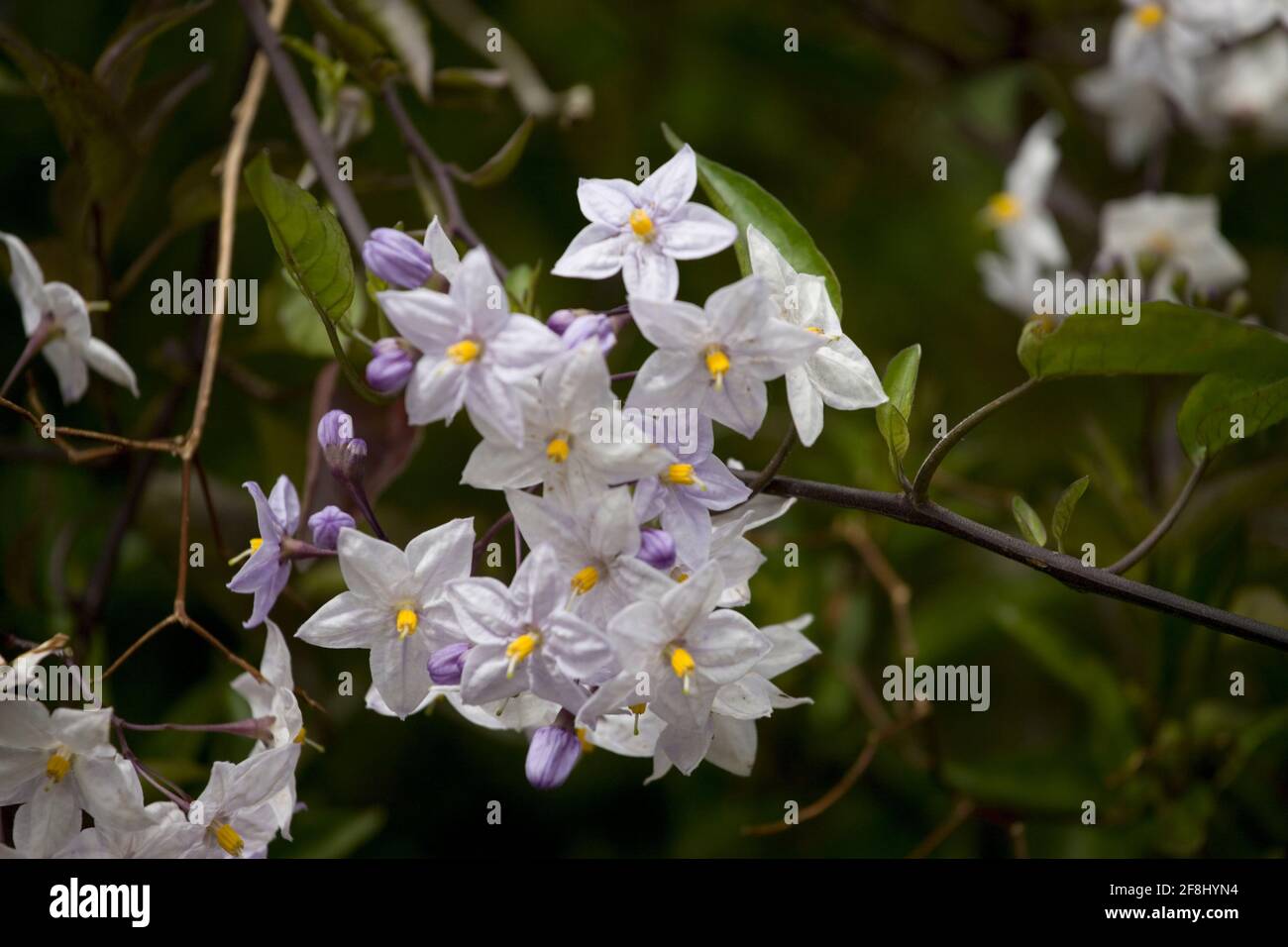 Close-up of Solanum laxum flowers (potato vine): Île-de-Bréhat, Côtes-d'Armor, Brittany, France Stock Photo