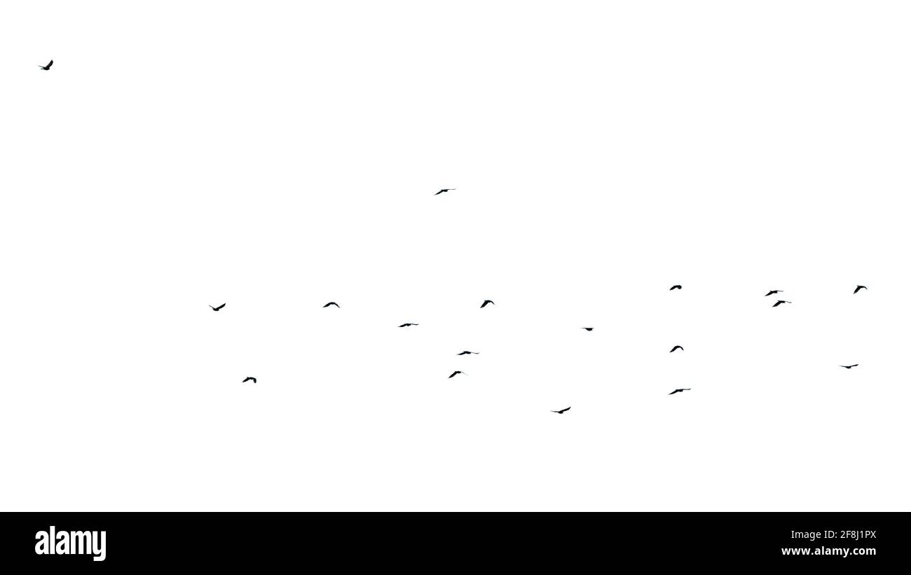 Flock of flying birds isolated on a white background Stock Photo