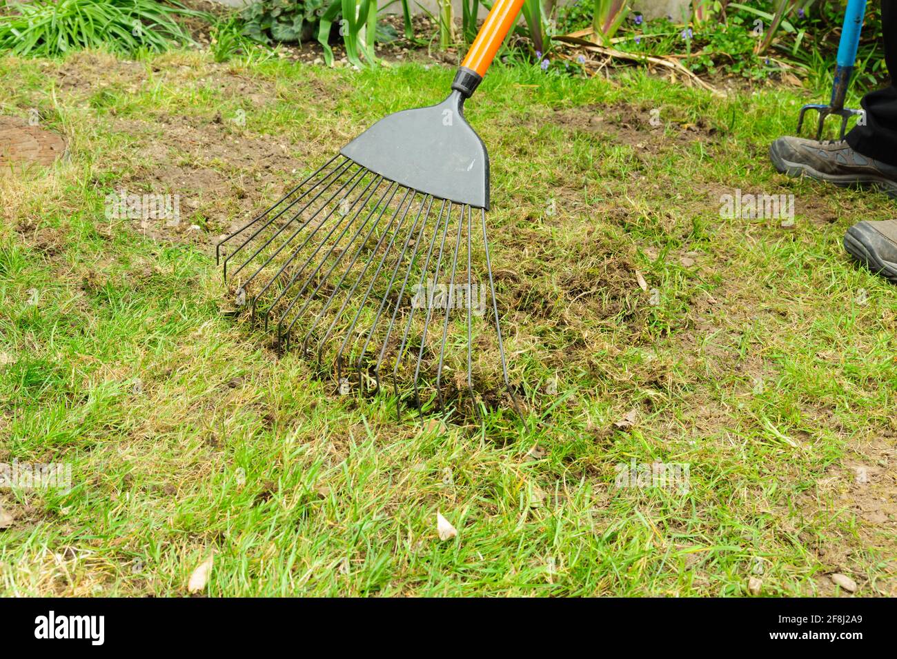 Scarifying or raking a lawn with a wire tooth grass rake to remove dead thatch weeds and moss Stock Photo