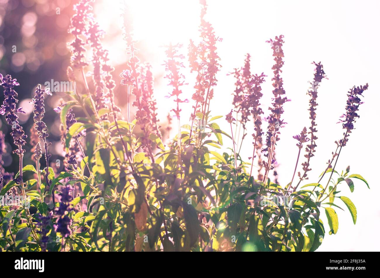 pink lavender flower in sunlight Stock Photo - Alamy