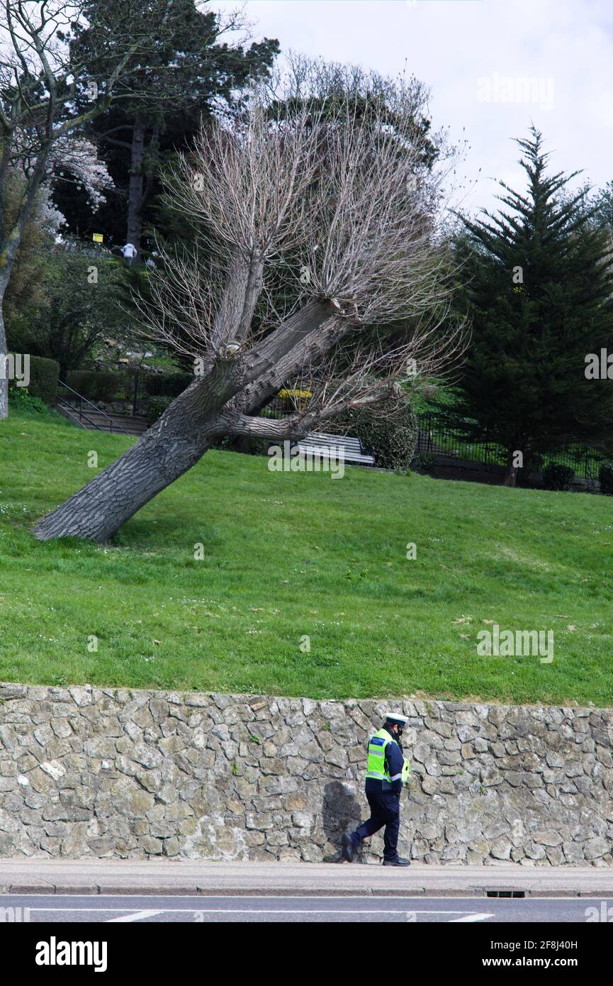 View of a parking enforcement / parking warden walking along with a leaning tree from cliff gardens a few feet above, Essex, Britain, April 2021 Stock Photo