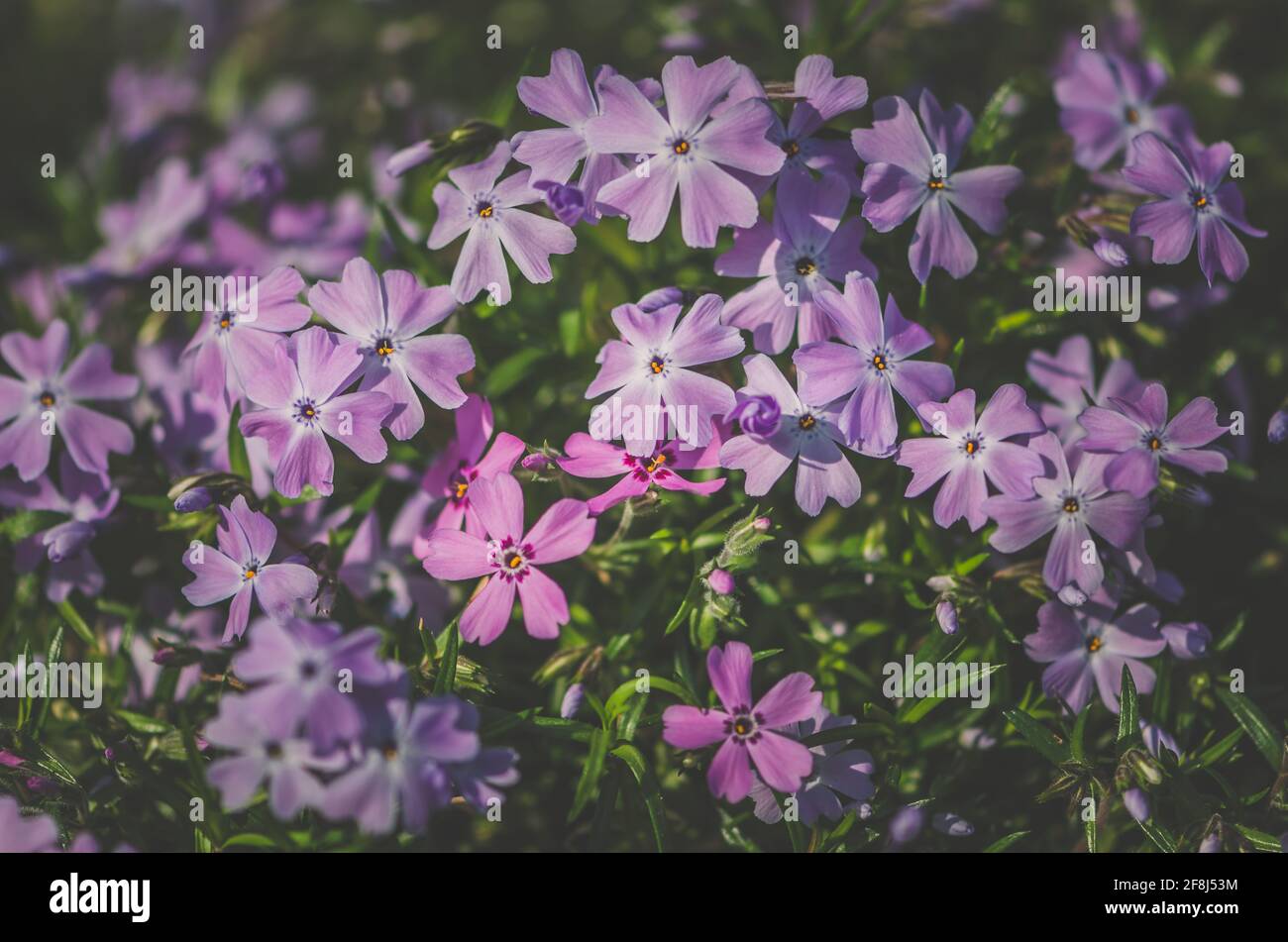 close up pattern of blooming pink phlox flowers Stock Photo - Alamy