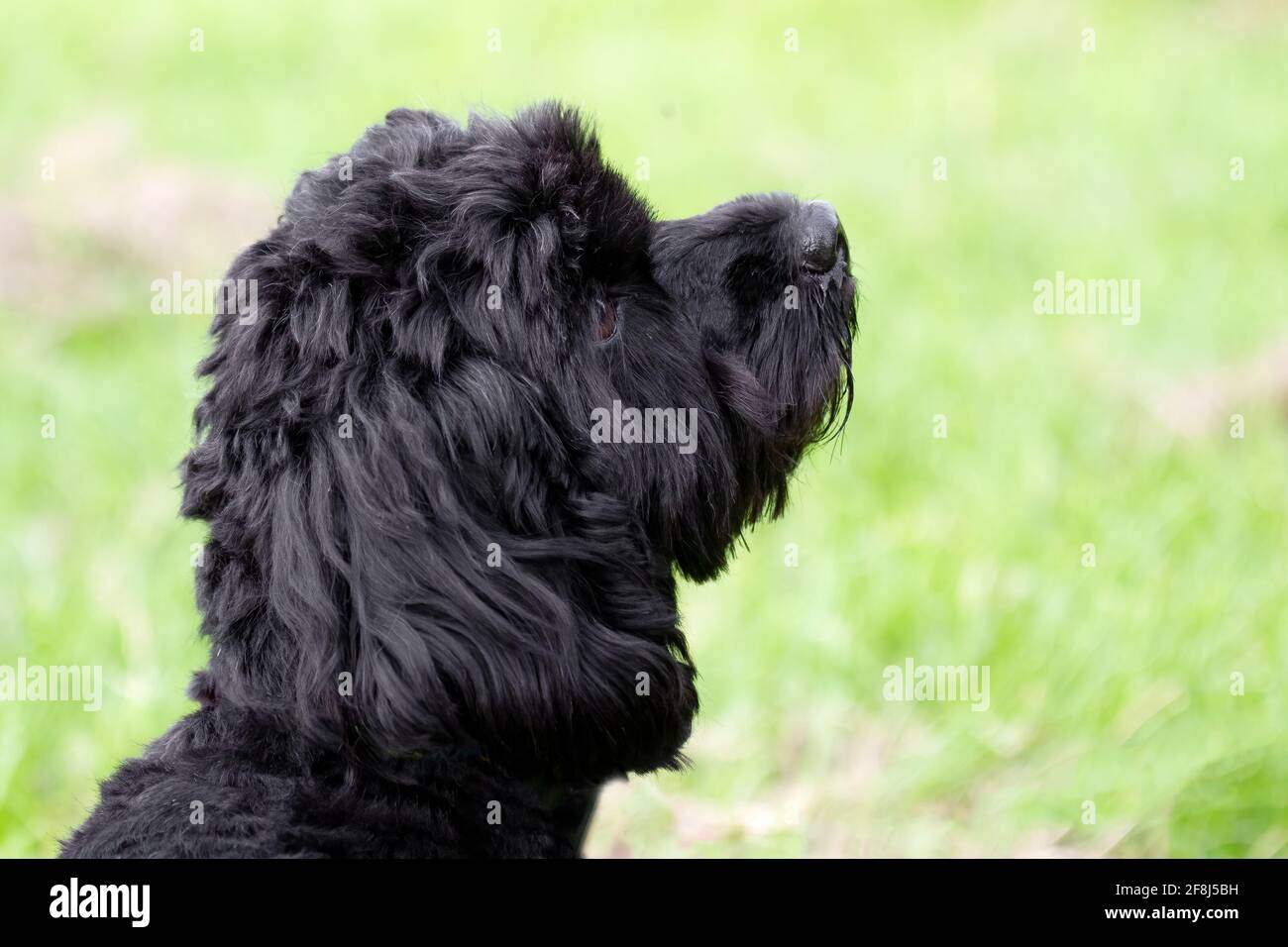 Cockerpoo at park hi-res stock photography and images - Alamy