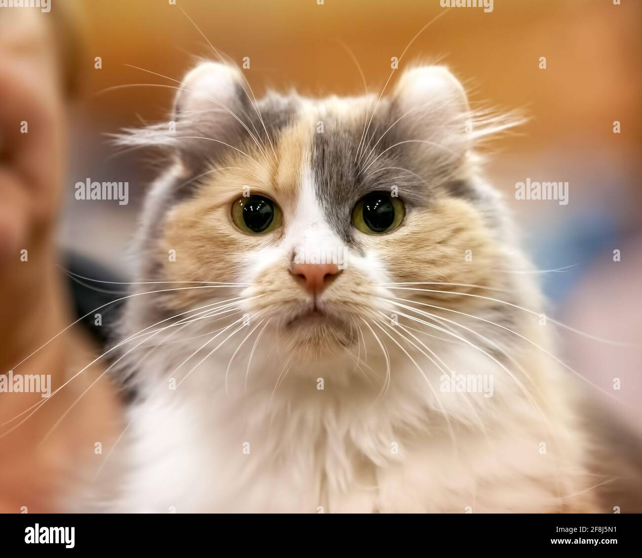 American Curl cat with curly ears Stock Photo Alamy