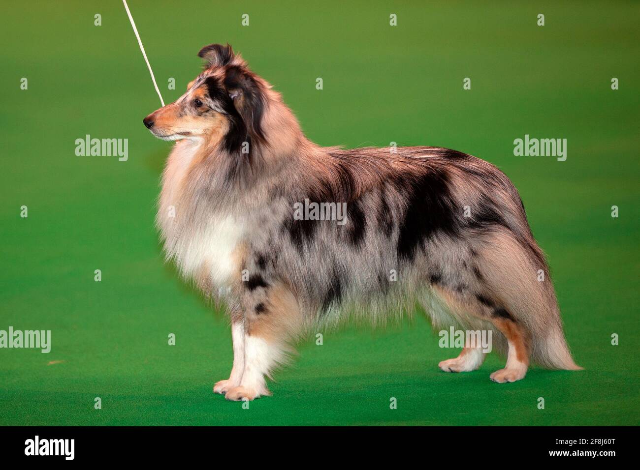 Merle Shetland Sheepdog at a dog show Stock Photo
