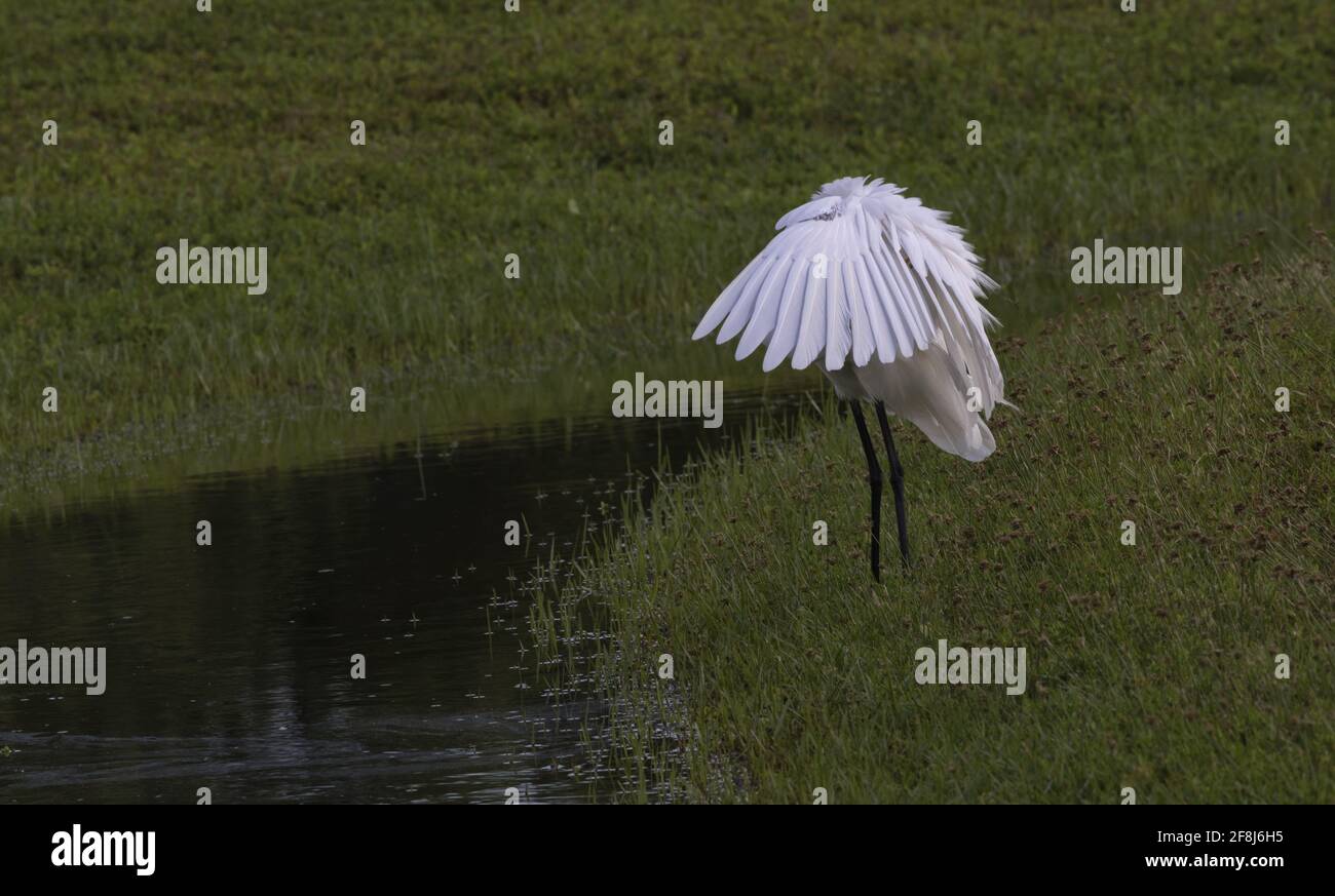 Avian umbrella pose created by spread feathers and wide wings of Great Egret at Fort de Soto County Park in Pinellas County, Florida, United States Stock Photo