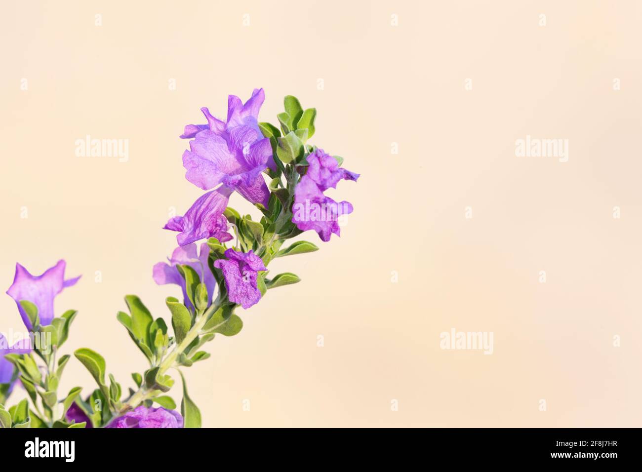 Purple Sage bush, also known as Barometer Bush, flowers after summer rain in Tucson, Arizona, in horizontal closeup with copy space on beige stucco Stock Photo