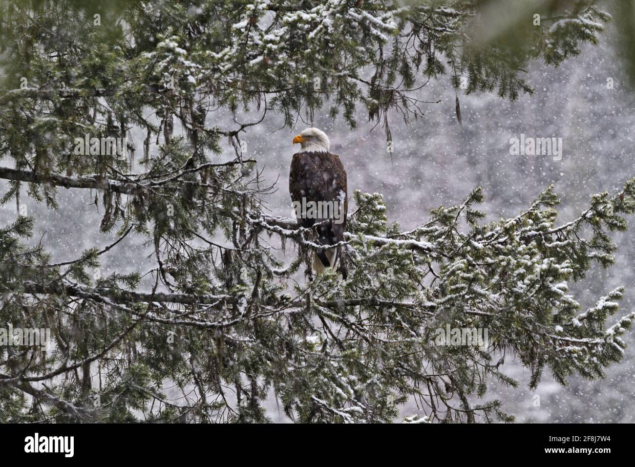 Horizontal format of perched bald eagle in snow storm at Lake Coeur d'Alene, second largest lake in northern Idaho in the American Pacific Northwest Stock Photo