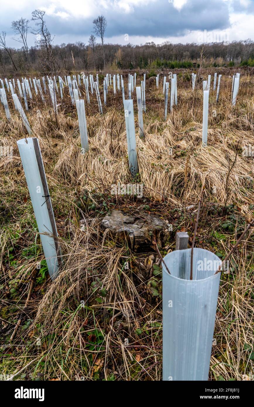 Reforestation in the Arnsberg forest near Rüthen-Nettelstädt, district of Soest, young trees in protective covers to protect the plants from browsing Stock Photo