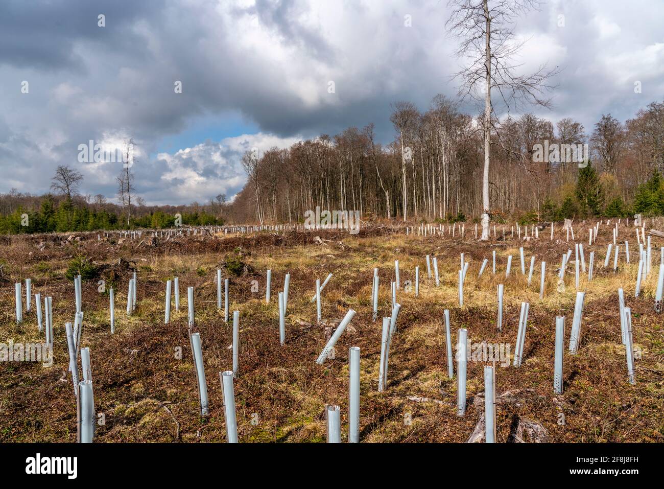 Reforestation in the Arnsberg forest near Rüthen-Nettelstädt, district of Soest, young trees in protective covers to protect the plants from browsing Stock Photo