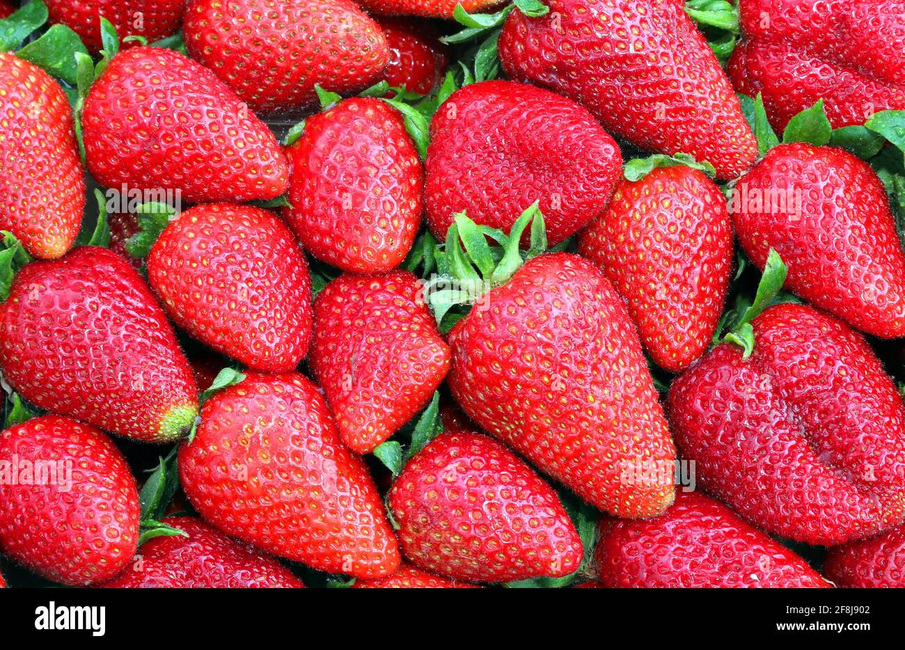 background of many ripe strawberries just harvested in spring Stock ...