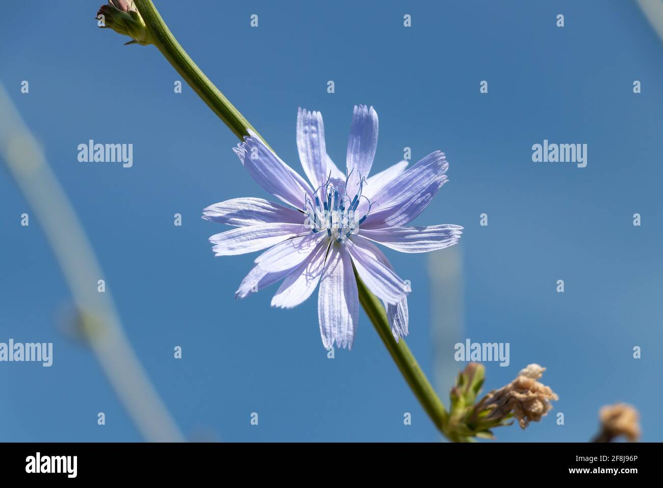 Cichorium intybus, Common chicory is a somewhat woody, perennial herbaceous plant of the dandelion family Asteraceae, usually with bright blue flowers Stock Photo