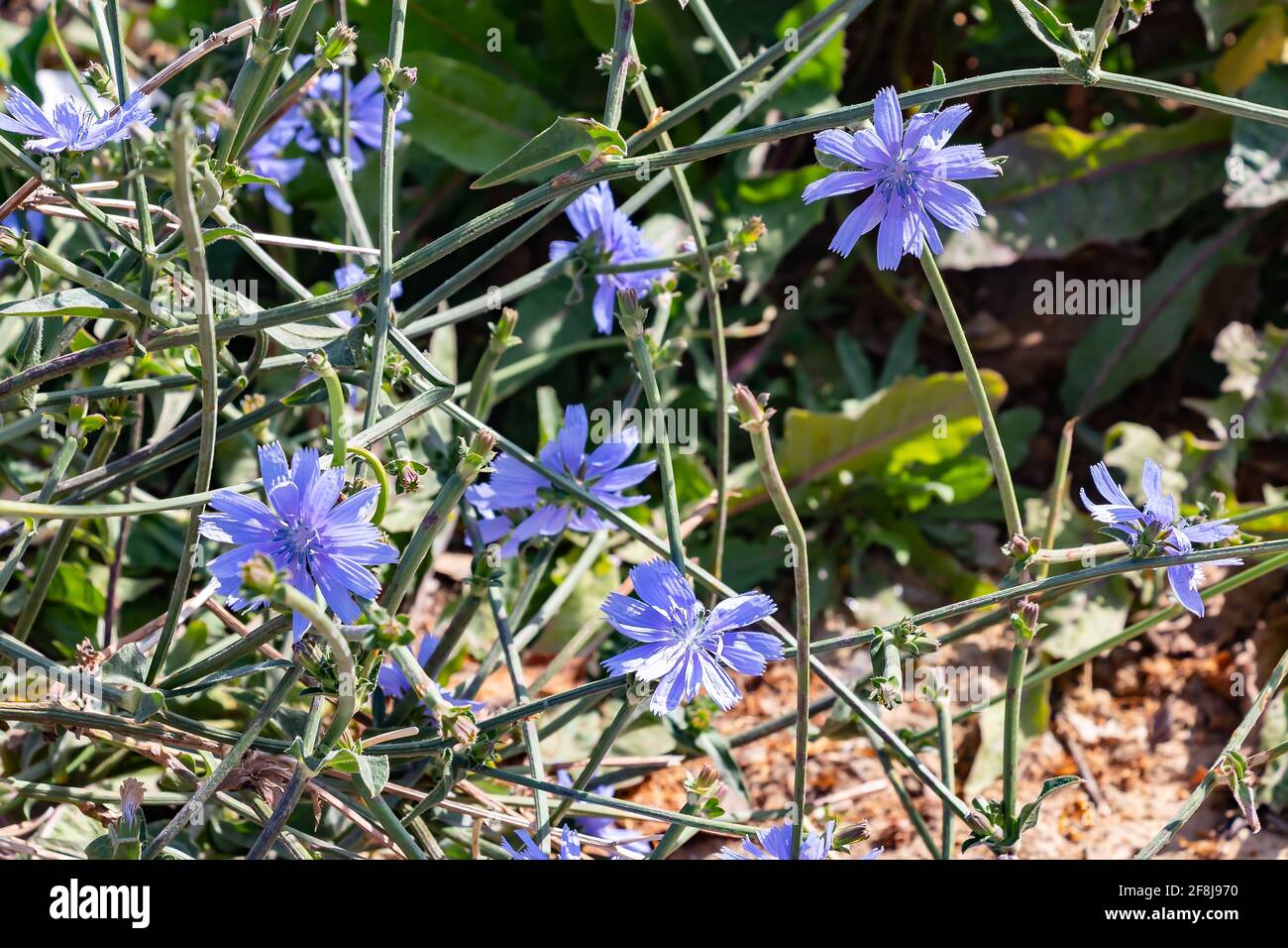 Cichorium intybus, Common chicory is a somewhat woody, perennial herbaceous plant of the dandelion family Asteraceae, usually with bright blue flowers Stock Photo