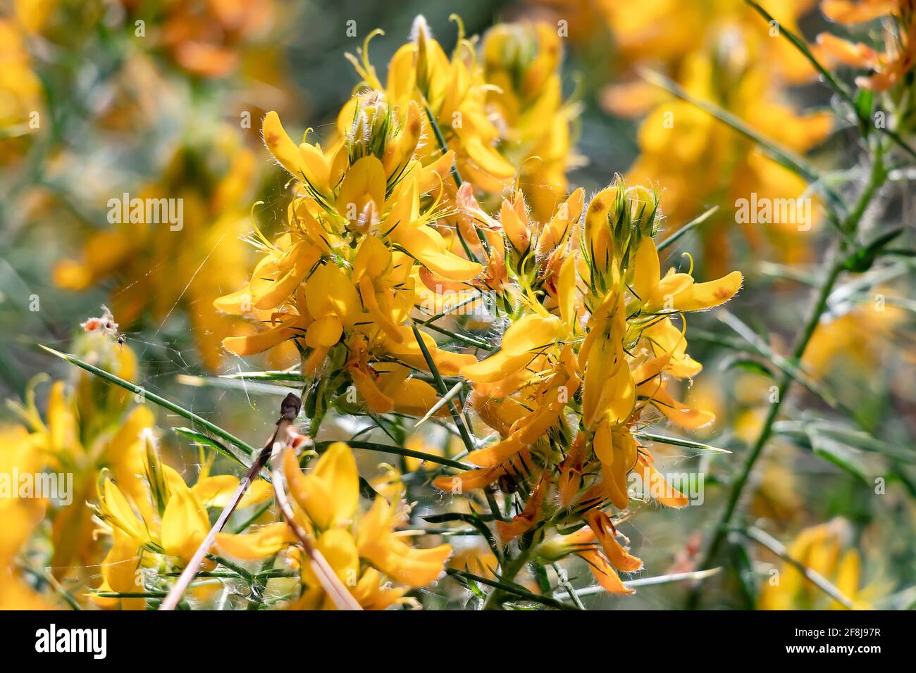 Genista hirsuta, commonly called gorse or pincushion gorse, is a shrub of the Legume family. Genista is a genus of flowering plants in the legume fami Stock Photo