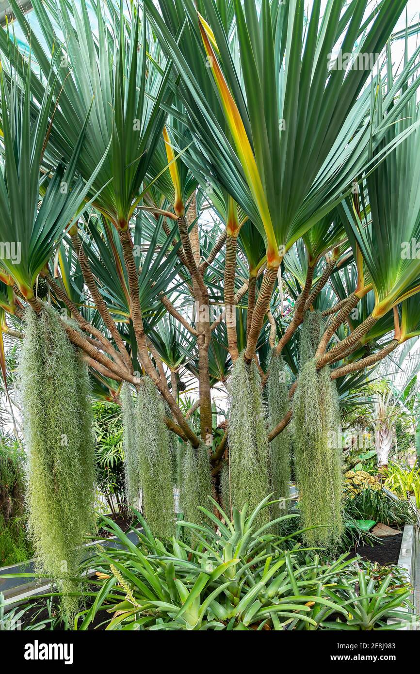 The Pandano, Pandanus utilis, is a tropical tree. Native to Madagascar and Mauritius, and appears in gardens in Puerto Rico, Florida, and California. Stock Photo