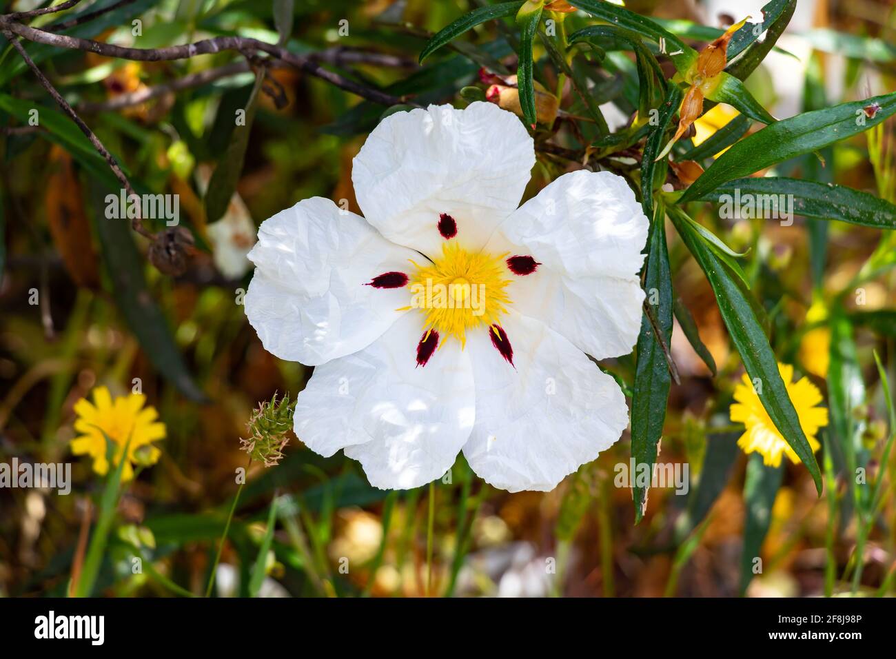 White rock-rose flowers with crimson markings. Cistus ladanifer is a  flowering plant in the family Cistaceae. Common names include gum rockrose, labd Stock Photo