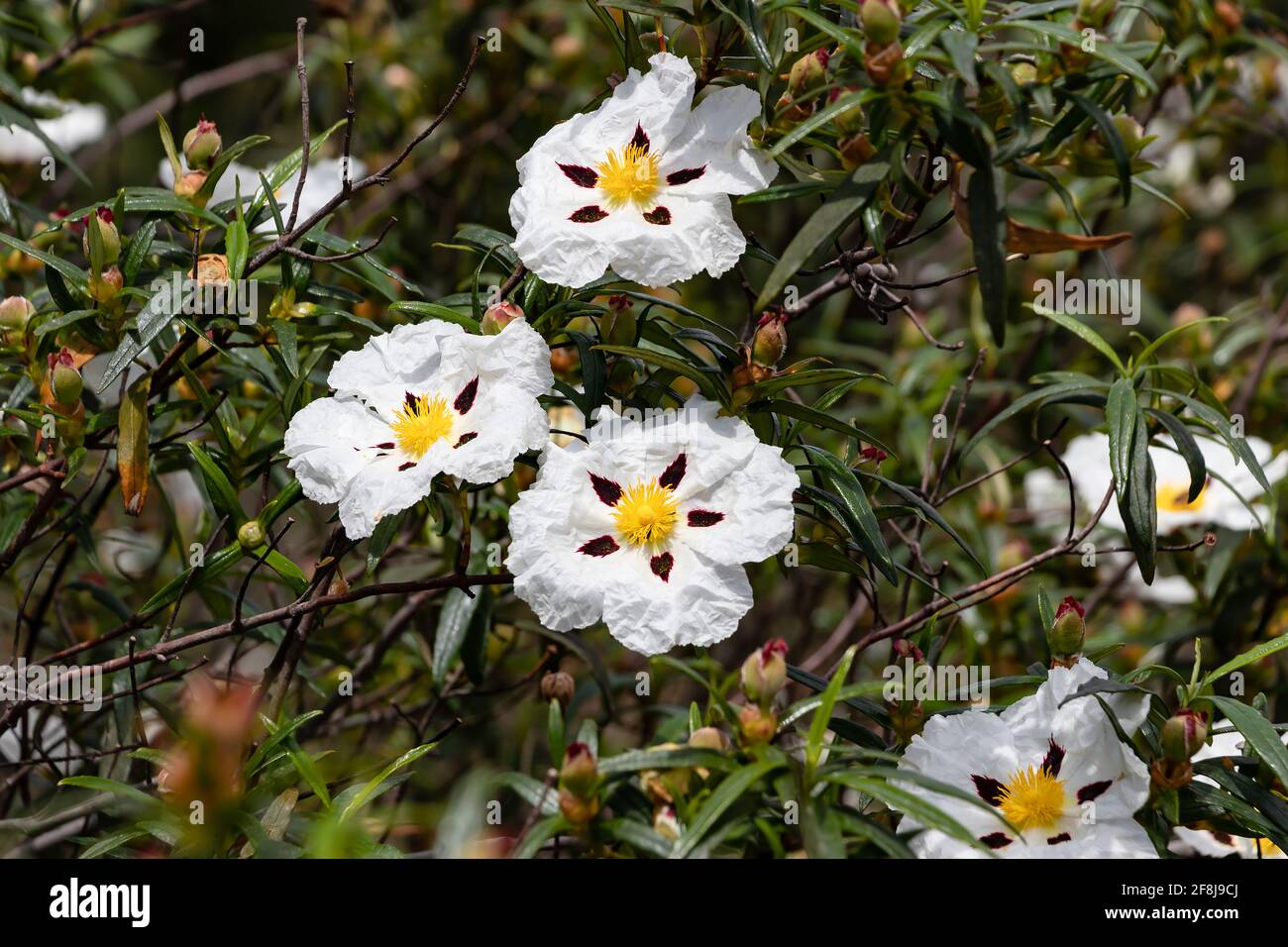 White rock-rose flowers with crimson markings. Cistus ladanifer is a  flowering plant in the family Cistaceae. Common names include gum rockrose, labd Stock Photo