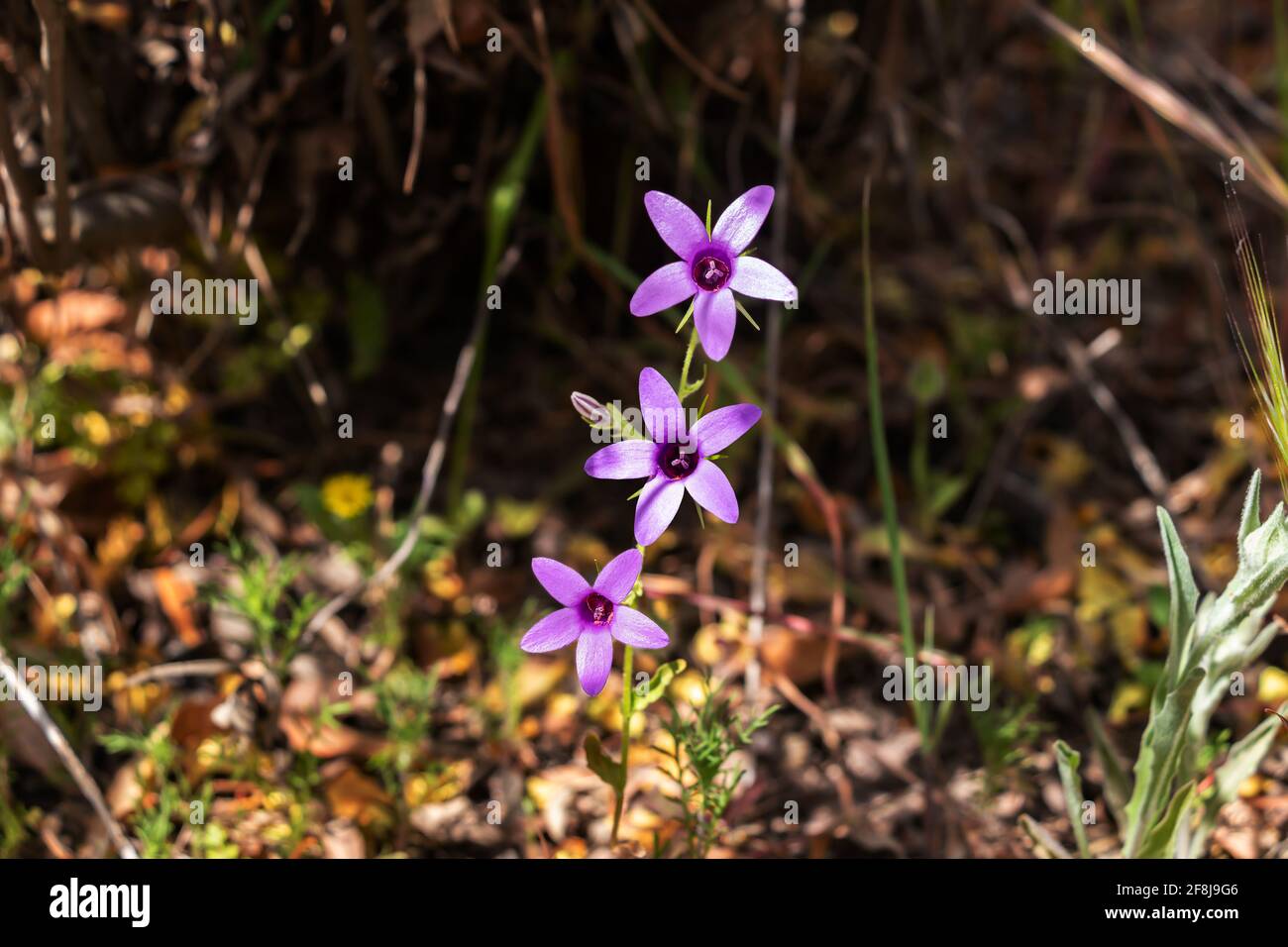 Campanula lusitanica is a herbaceous plant of the Campanulaceae family. Stock Photo
