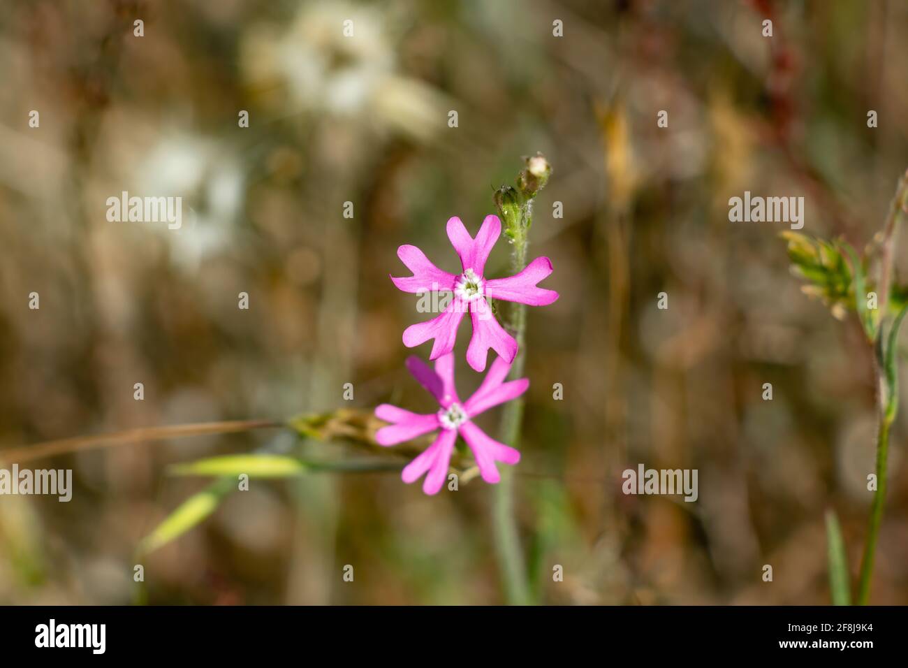 Silene colorata or Silene scabriflora is a species that belongs to the Caryophyllaceae family. It is distributed throughout the Iberian Peninsula. Stock Photo