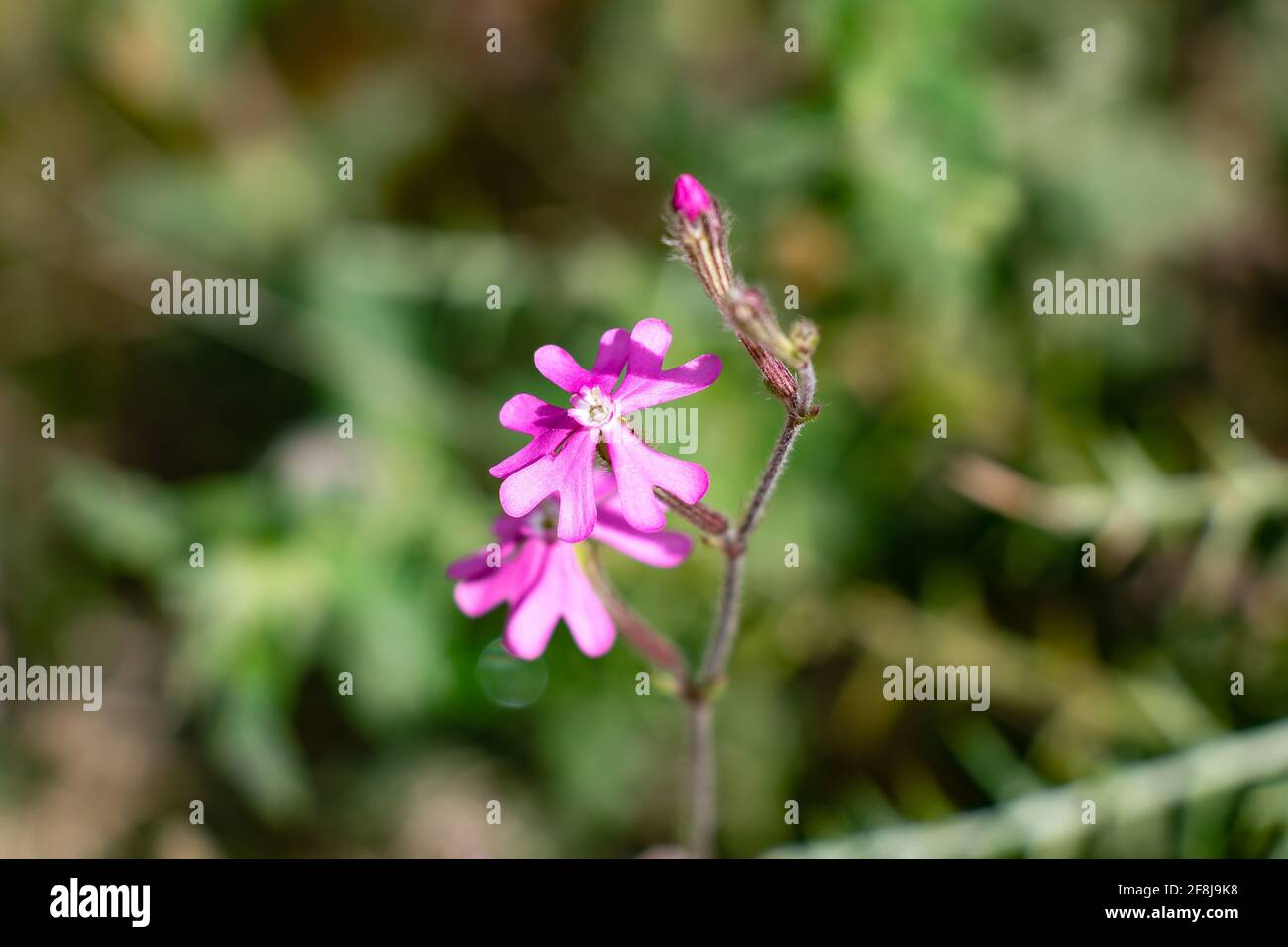 Silene colorata or Silene scabriflora is a species that belongs to the Caryophyllaceae family. It is distributed throughout the Iberian Peninsula. Stock Photo